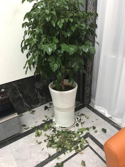 幸福树掉叶子是怎么回事，叶子掉光能活吗？幸福树掉叶子后还能活吗？
