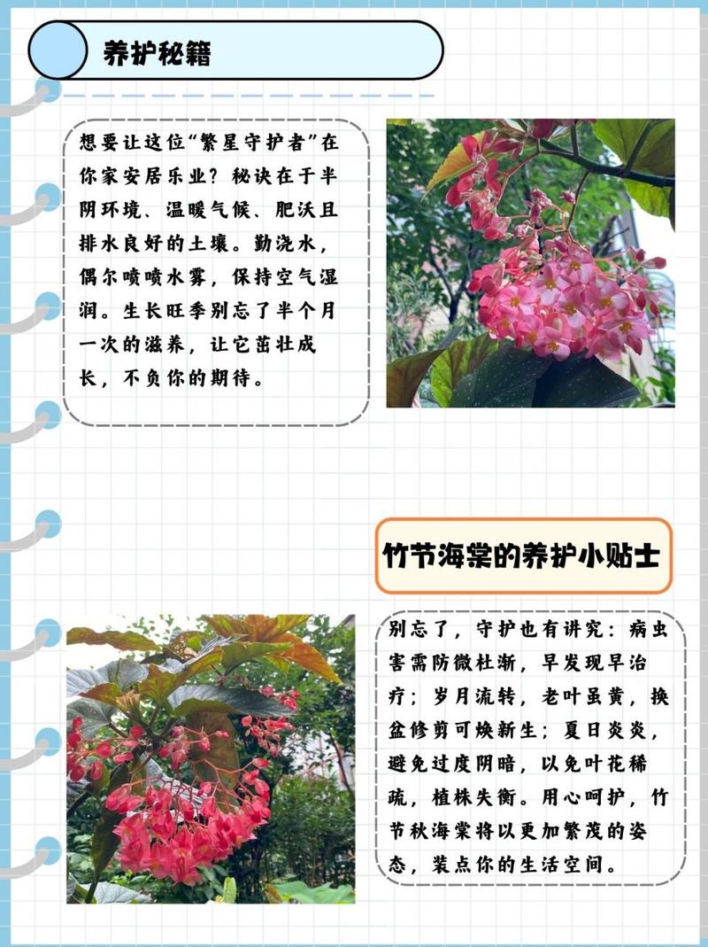 海棠花的盆栽养殖方法和注意事项