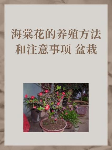 海棠花的养殖方法和注意事项盆栽