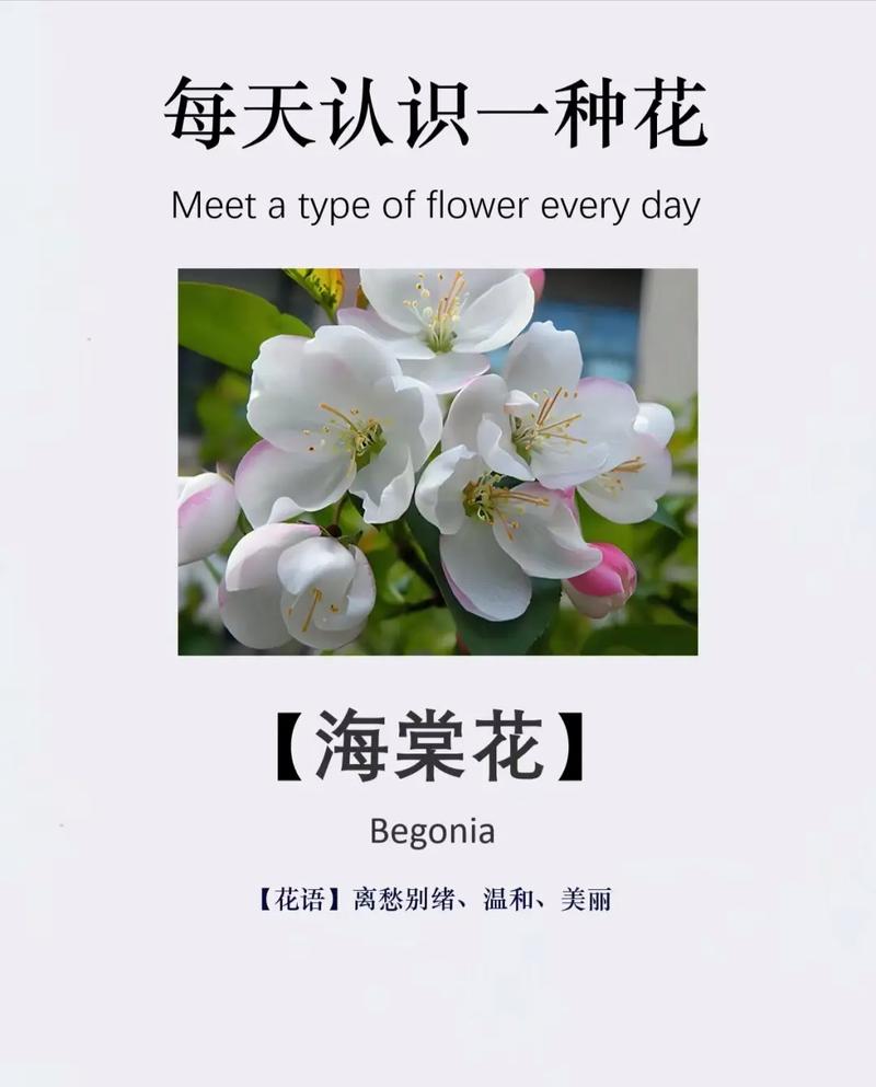 海棠花的养殖方法和注意事项