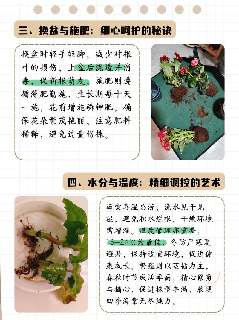 海棠花的养殖方法和注意事项有哪些