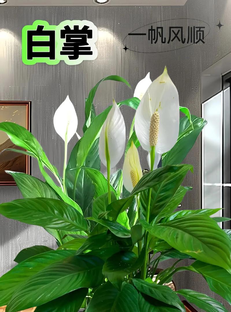 白掌有什么寓意