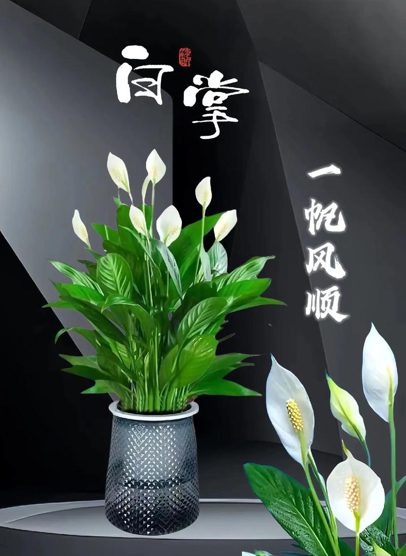 白掌的寓意和象征风水