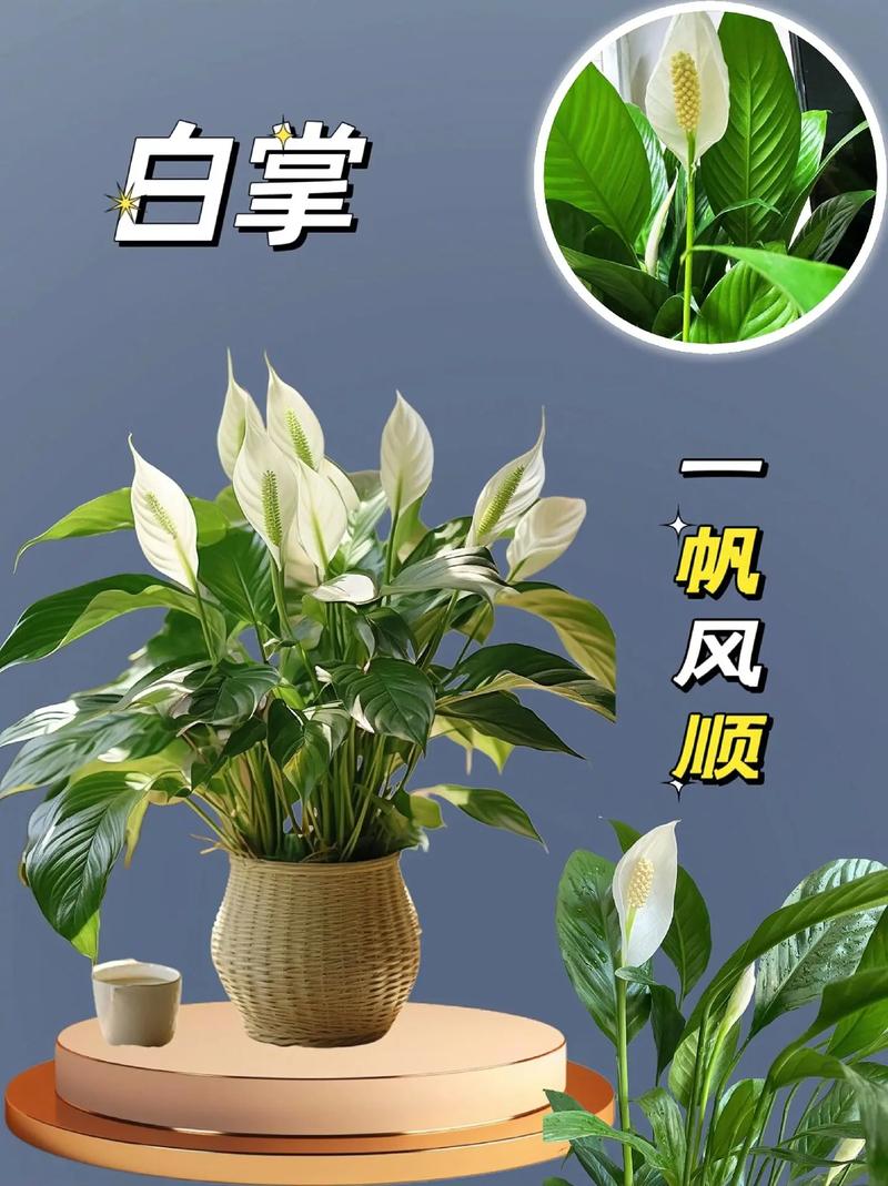 白掌的花语和寓意