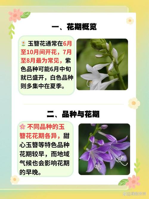 玉簪花什么时候开花