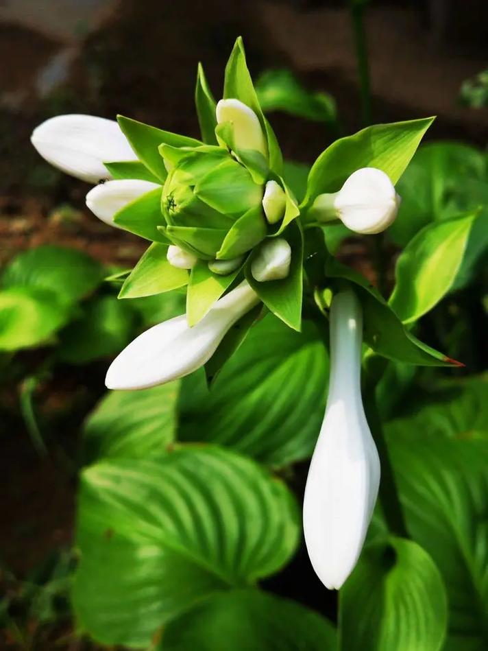 玉簪什么季节开花