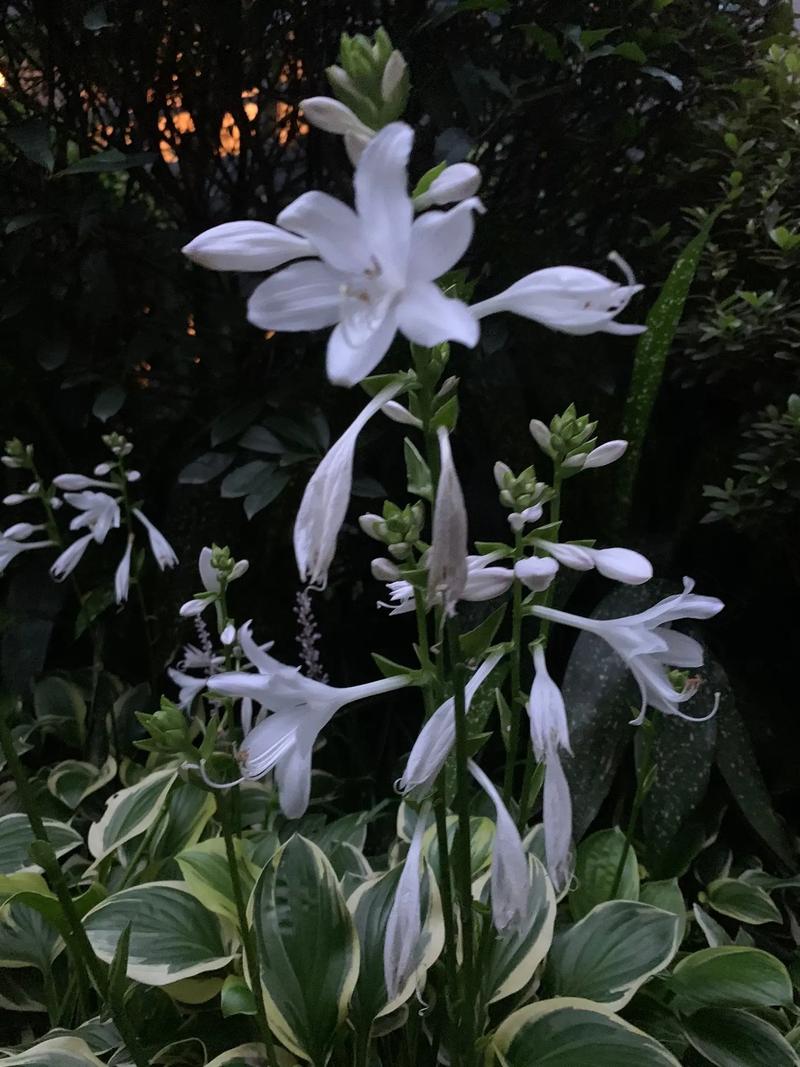 玉簪花种植几年开花