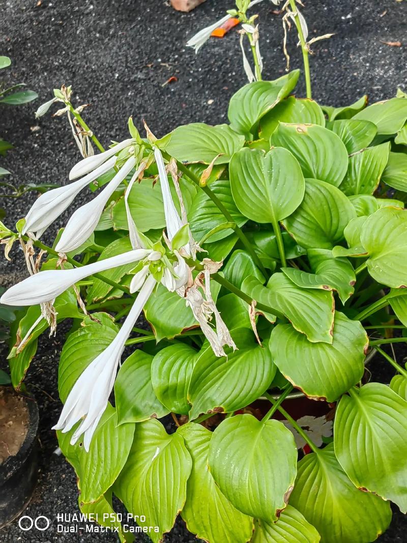 玉簪花一年开几次花