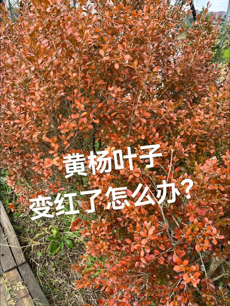 小叶黄杨叶子发黄怎么救