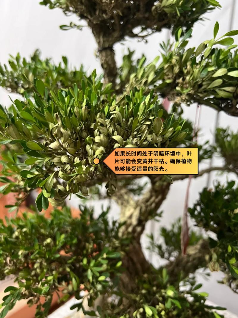 小叶黄杨叶子发黄怎么办