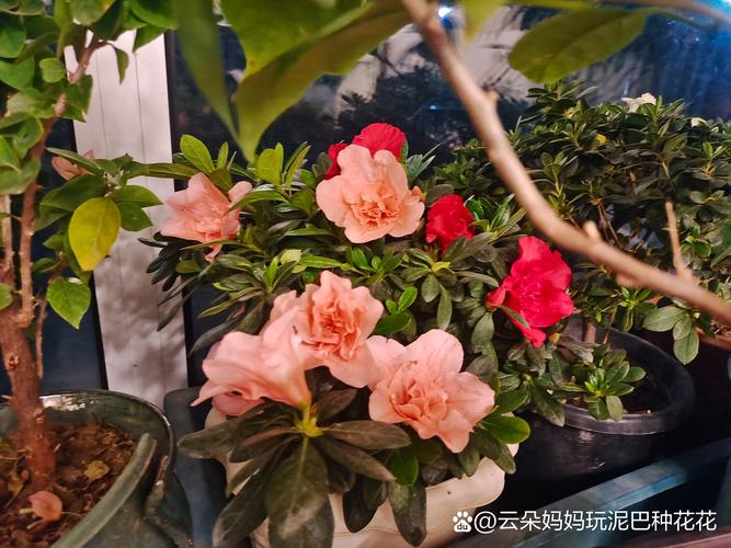 路易〖Fourteen〗、玫瑰花的花语和传说是什么?它的花语和传说比花更美!