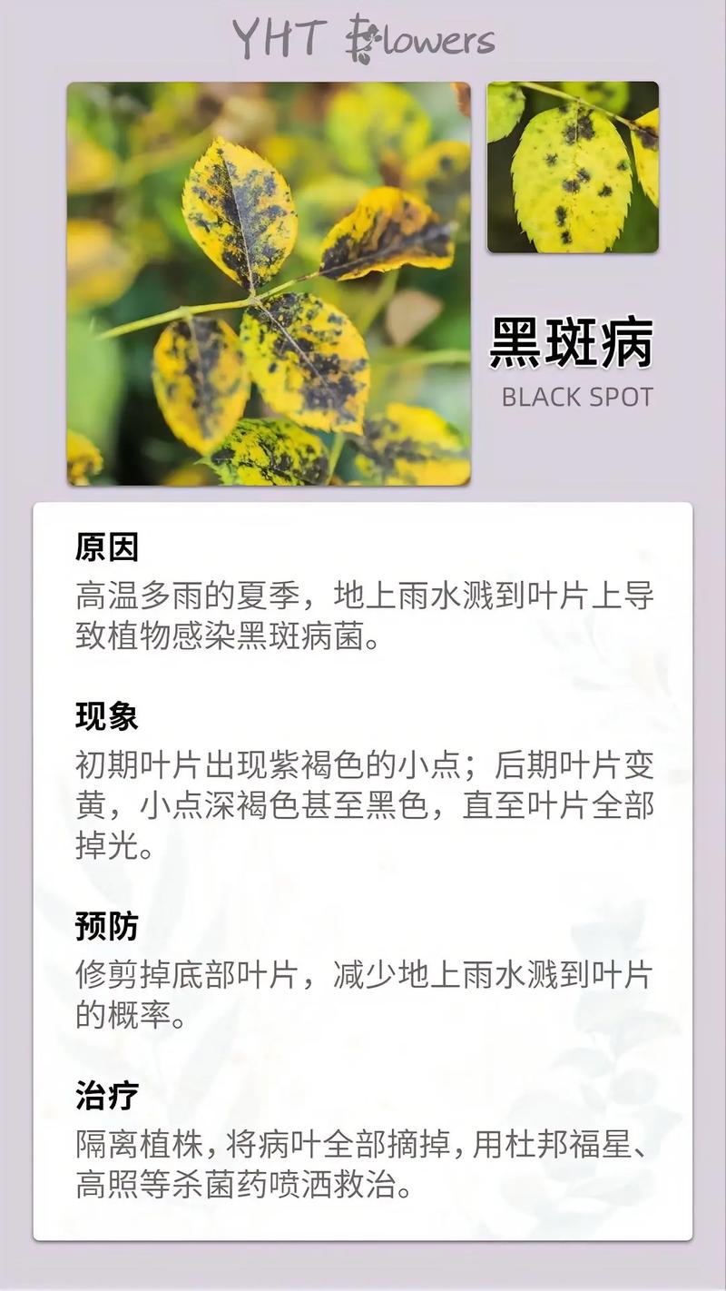 养殖皋月杜鹃的病虫害有哪些
