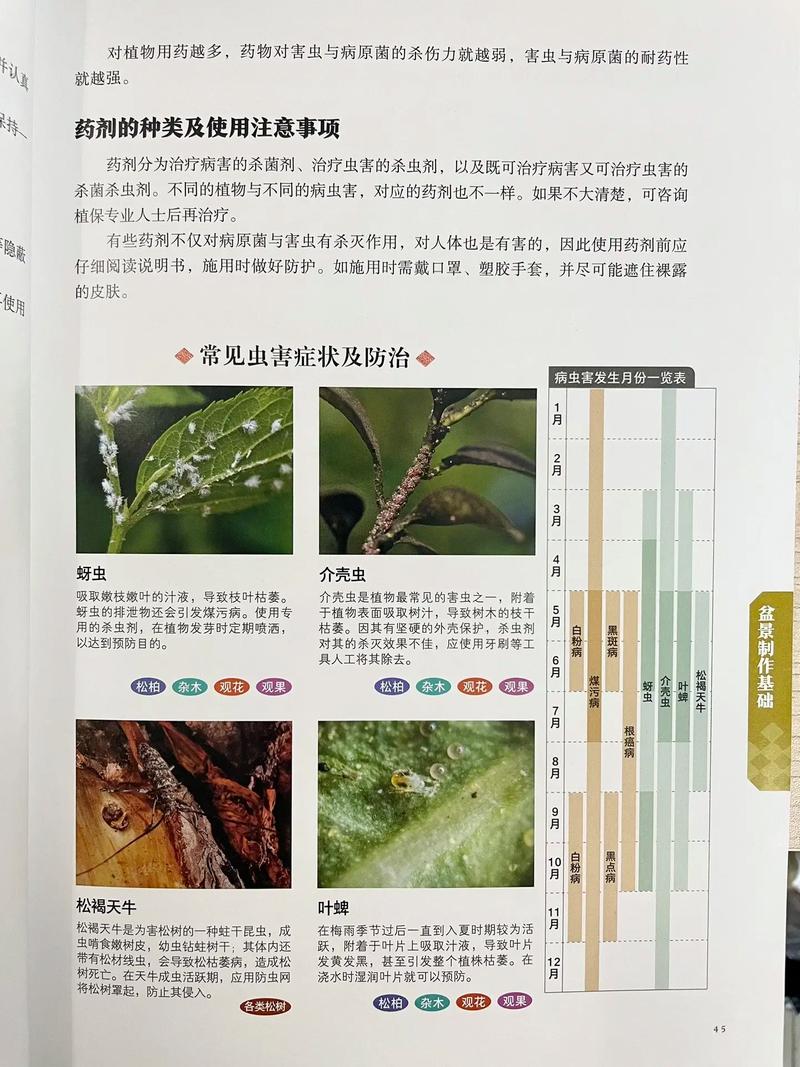 皋月杜鹃的养护方法