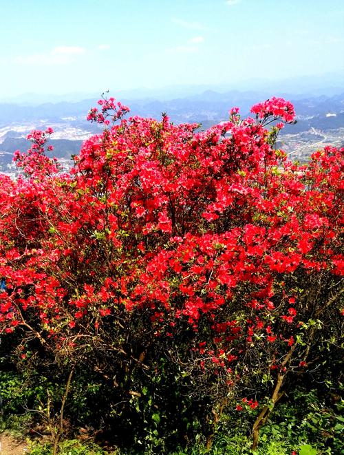 丹寨杜鹃花几月份开花