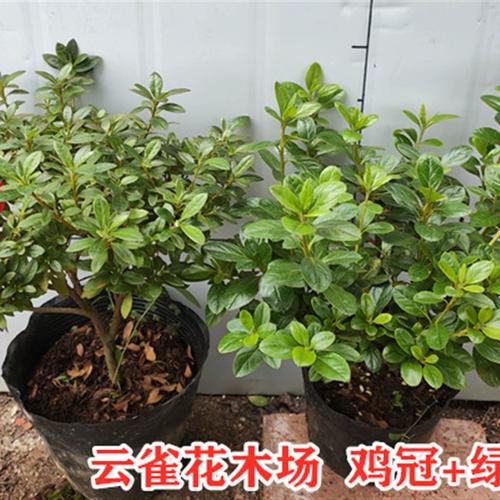 盆栽西洋鹃怎么养殖
