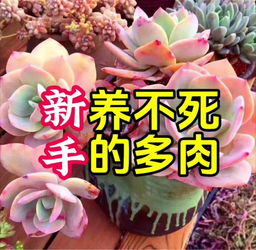 前十最难养多肉排名