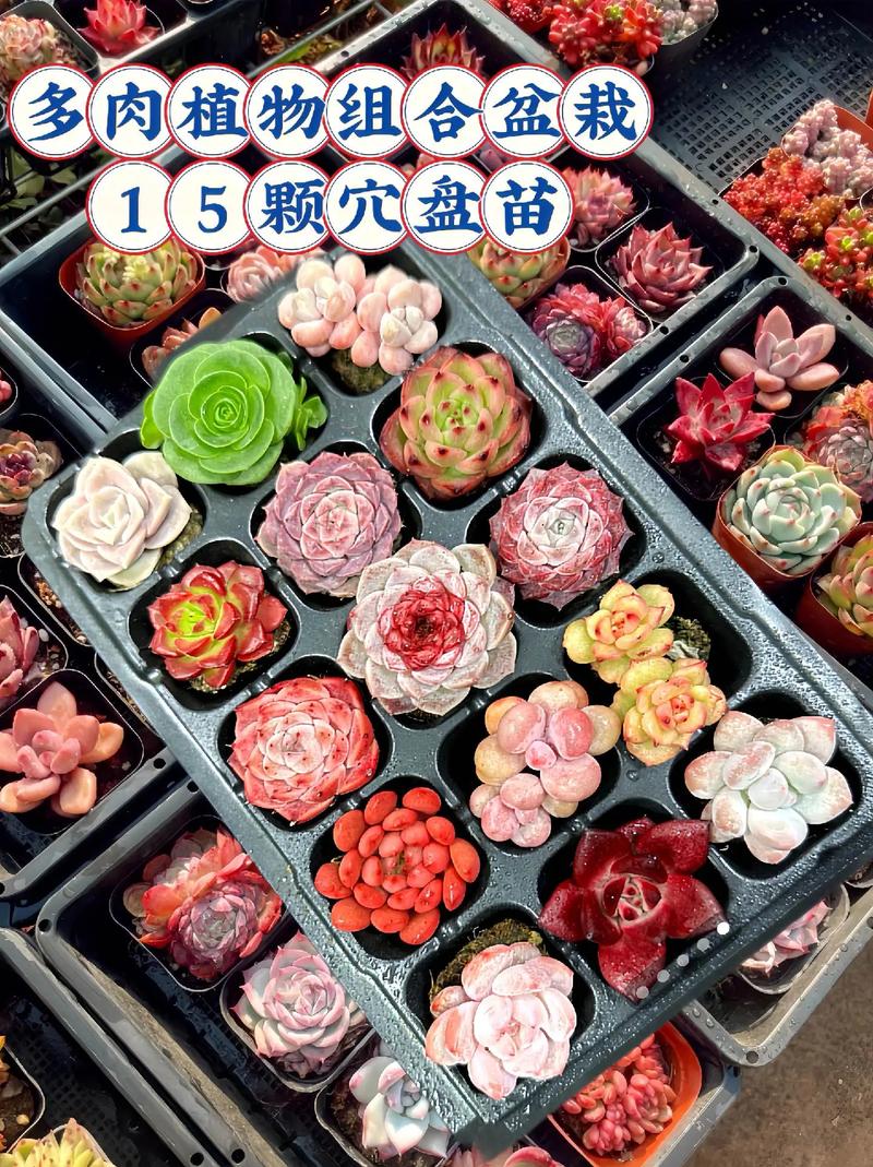 前十难养多肉,多肉哪款最难养