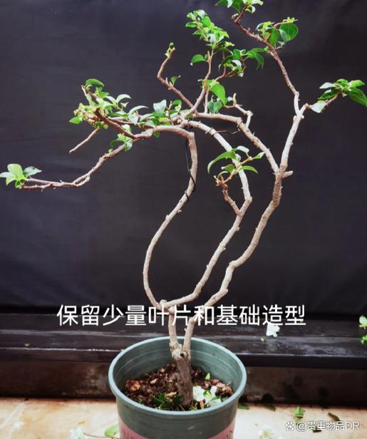 三角梅春天可以剪枝吗，三角梅春天可以修剪吗？