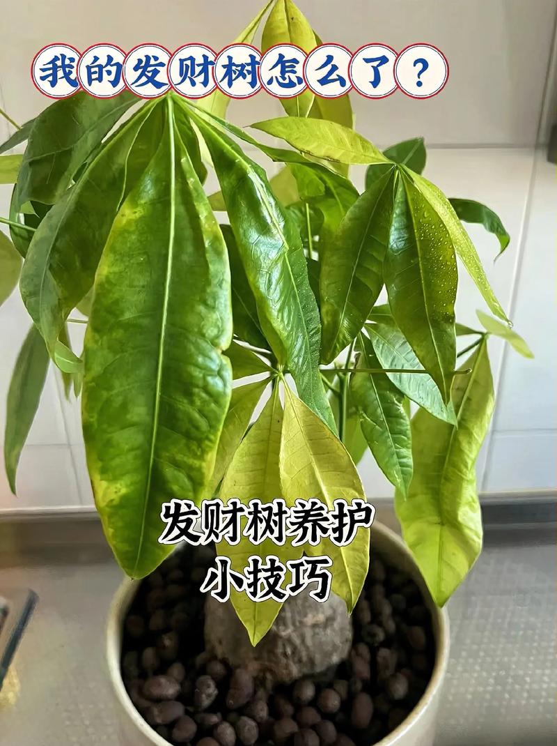刚买的发财树苗怎么养