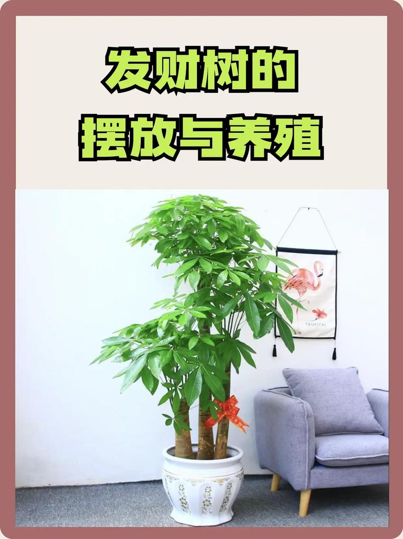 发财树小苗的养殖方法