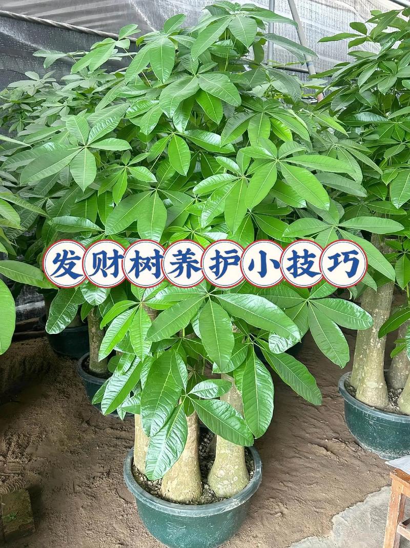 小发财树怎么养才茂盛
