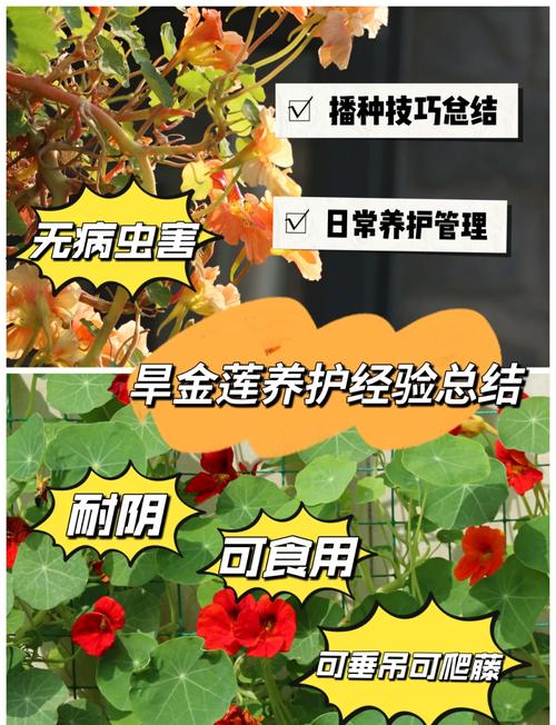 旱金莲的主要病虫害及其防治方法