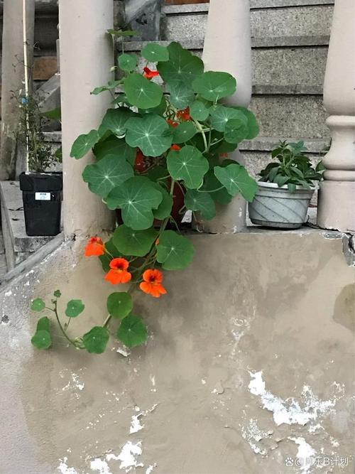 养殖旱金莲常见的虫害有哪些