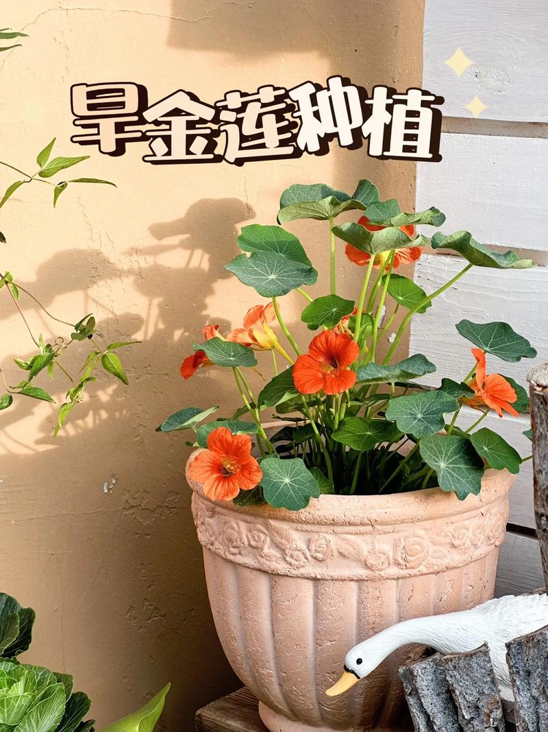 旱金莲常见病害及防治方法有哪些