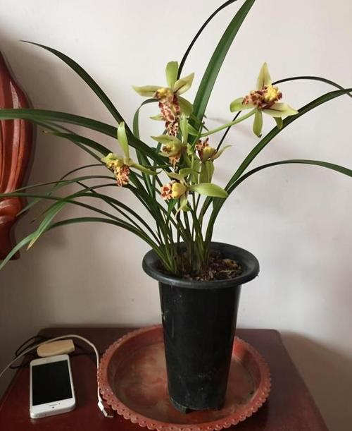 兰花在家里养好吗