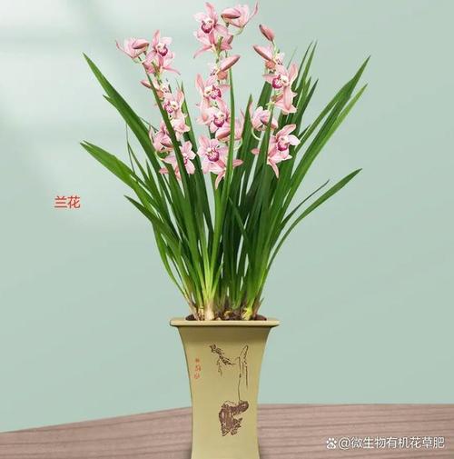 家里养兰花有什么好处
