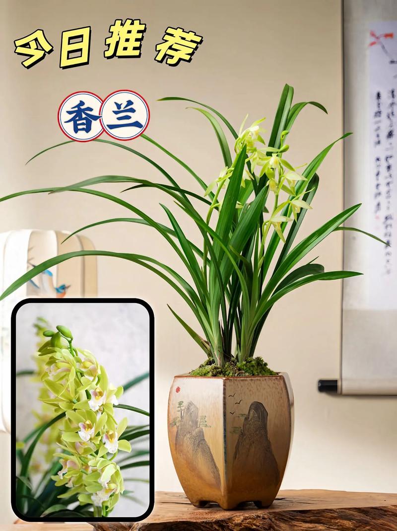 兰花养在家里非常香,除此之外还有什么好处?