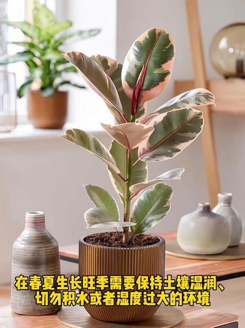 新买的橡皮树怎么养