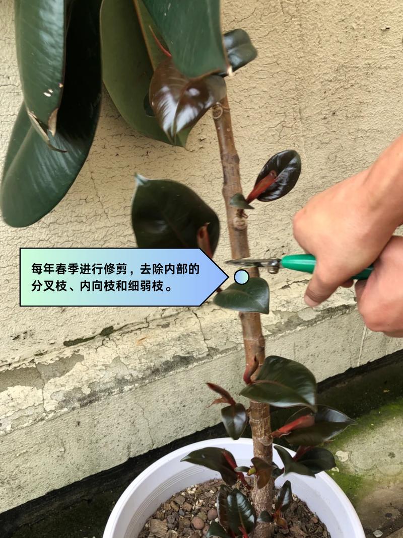橡皮树怎么养长得快