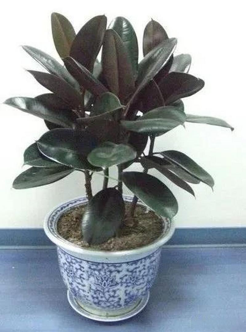 橡皮树怎么养?