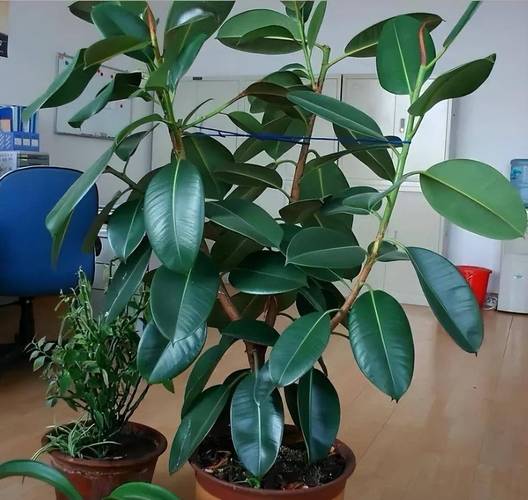 橡皮树怎么样才能养好呢?
