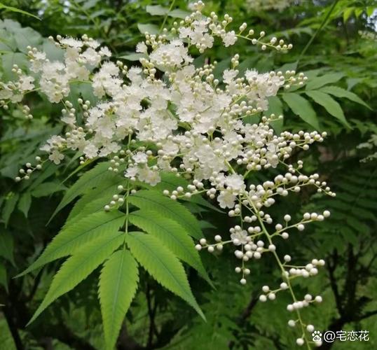 接骨木的花语和传说，接骨木是什么花序