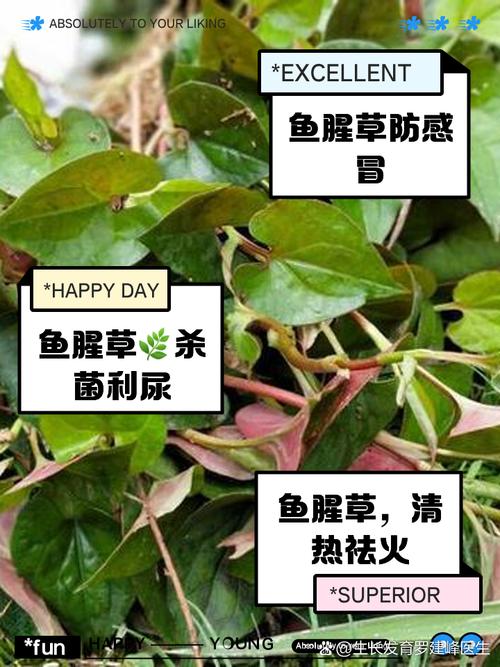 鱼腥草泡水喝的功效与作用和禁忌