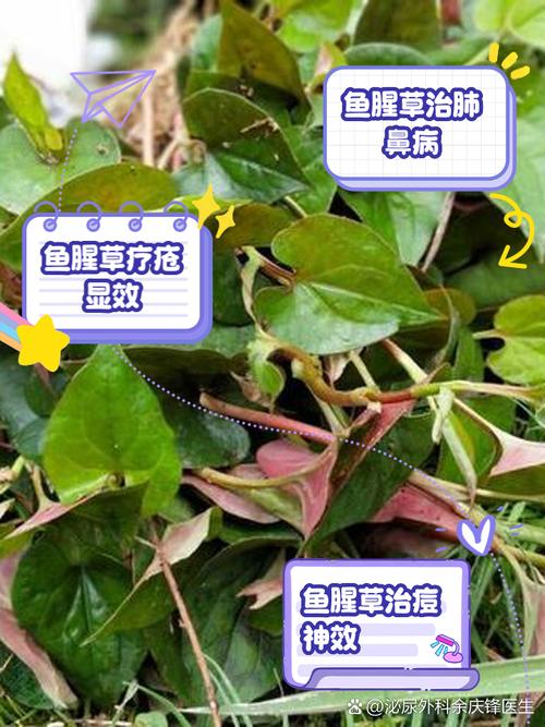 鱼腥草功效与禁忌症
