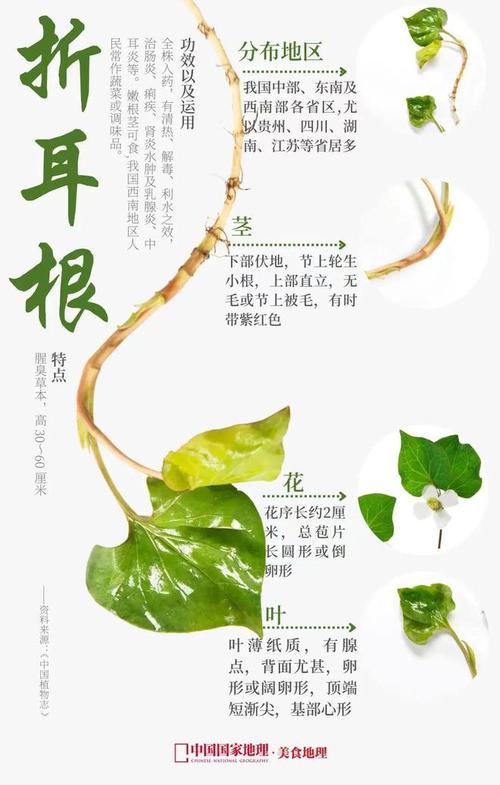 鱼腥草的功效与作用及食用禁忌有哪些