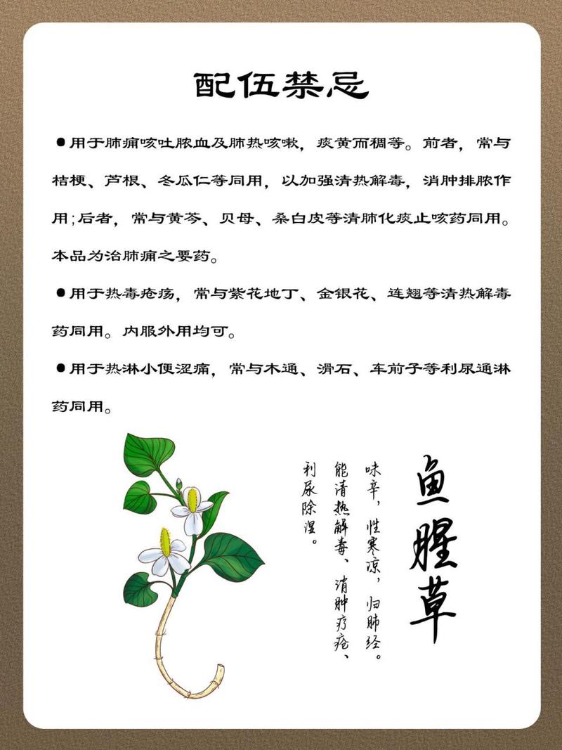 鱼腥草的功效与禁忌,可抗菌消炎防止肿瘤生成但要适量