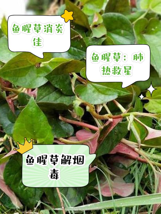 鱼腥草的功效与作用及禁忌