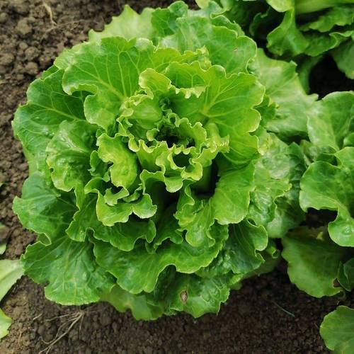 生菜是否发物