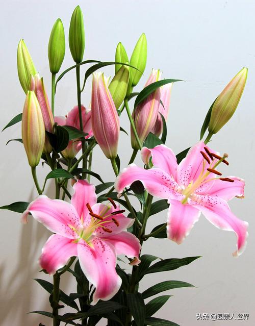 送百合什么寓意是什么意思是什么意思是什么