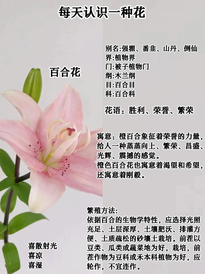 赠送别人百合花有什么含义