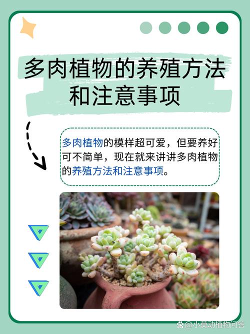 多肉紫玄月的养殖方法和注意事项