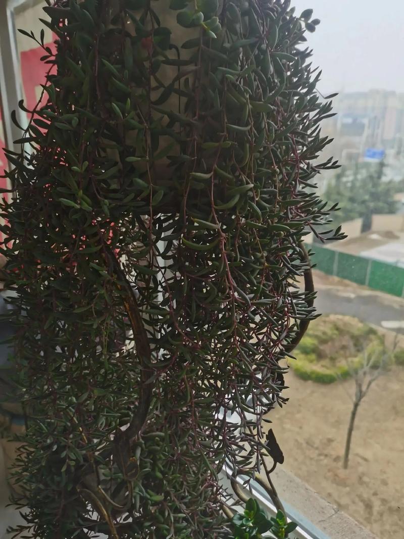 紫玄月怎么养才能爆盆