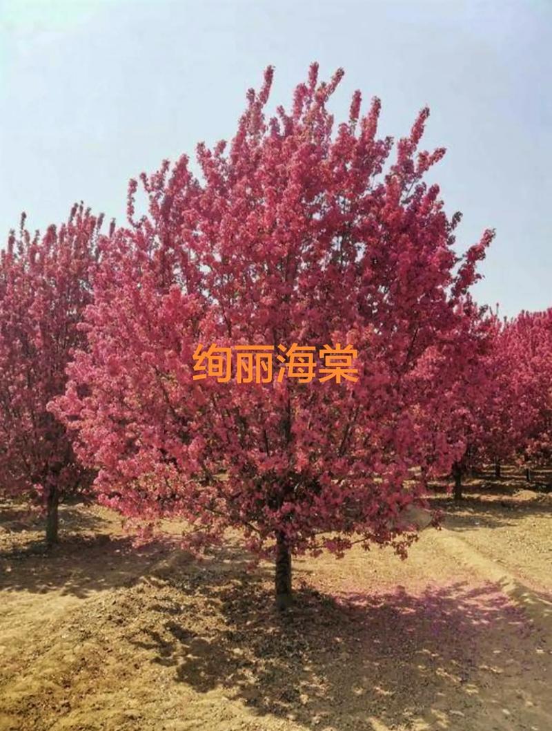海棠花有几种哪些品种比较好