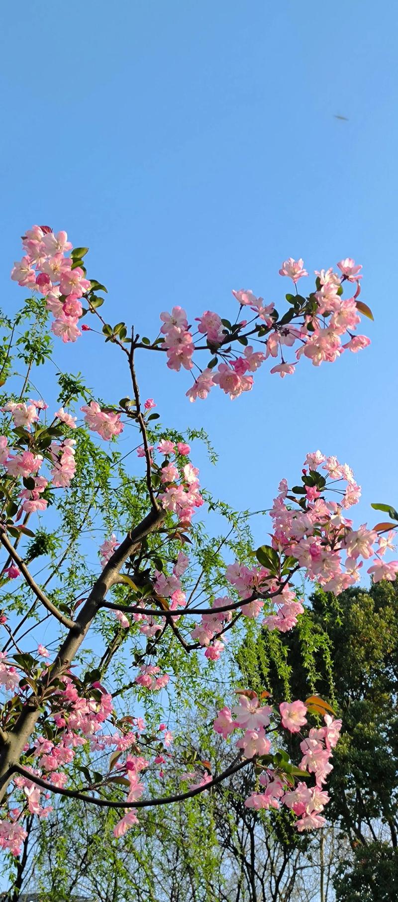 海棠花有几种,什么品种海棠比较好