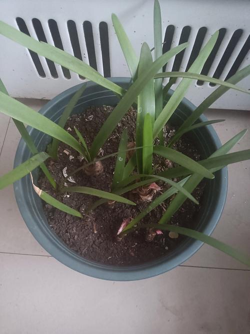 葱兰如何养殖