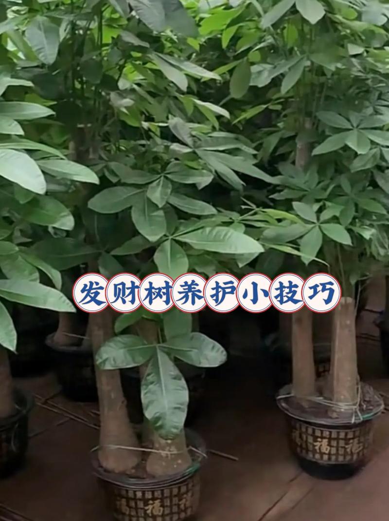 怎么能让发财树叶子越来越绿